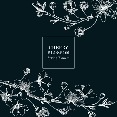 Cherry blossom card or invitation design. Flowering branch with flowers and leaves illustration. Black contoured sakura drawing. Botanical vector template with spring tree on chalkboard